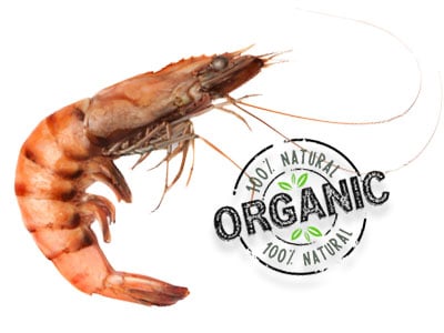 organic-shrimp-supplier-philippines
